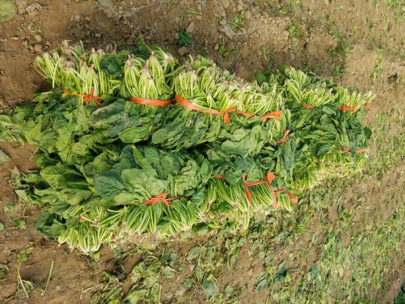 大叶菠菜20~25厘米