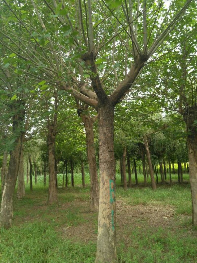 垂柳16~18cm12~14cm3.5~4米