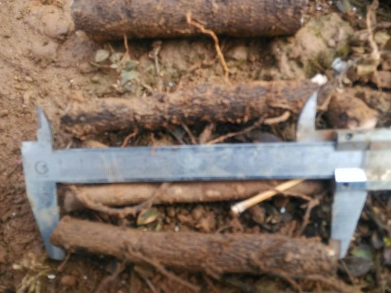 9501杂交泡桐