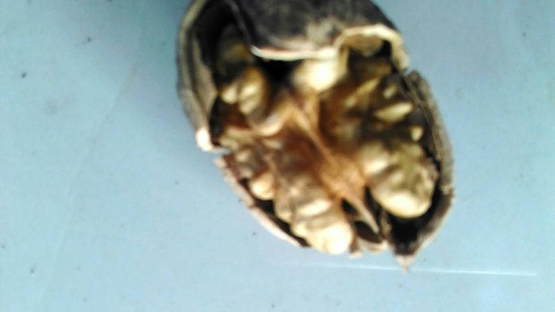 绵核桃30mm以上去皮干