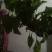 大叶菠菜10~15厘米
