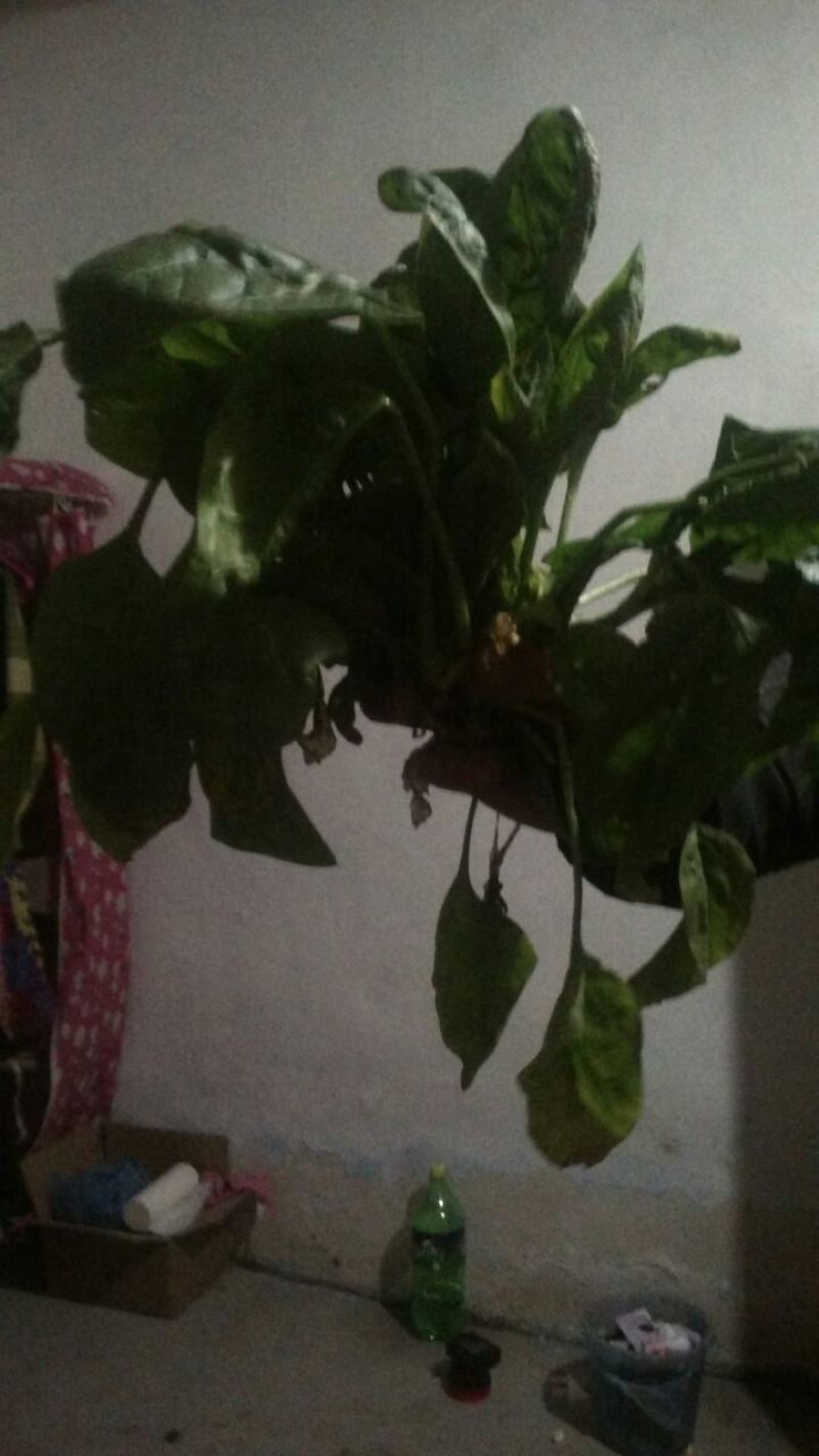 大叶菠菜10~15厘米