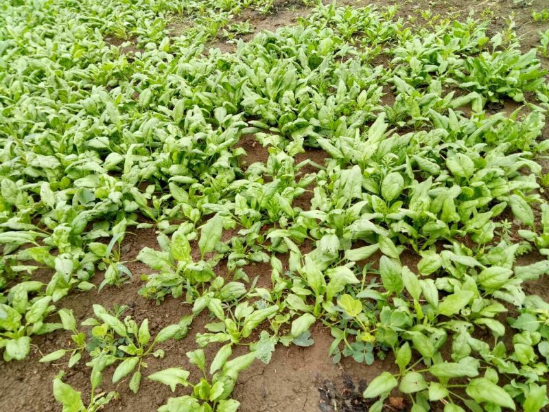越冬菠菜10~15厘米