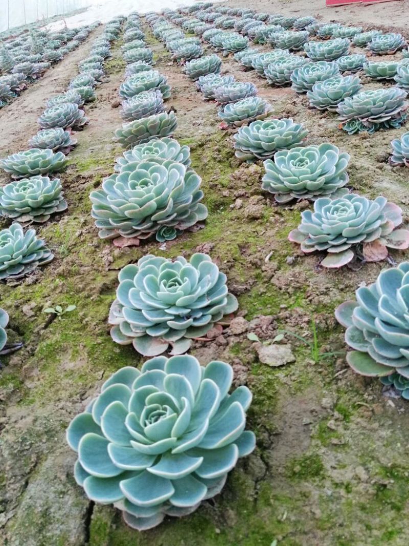 多肉植物不含盆