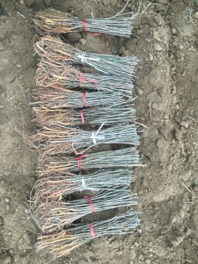 桑树苗50cm