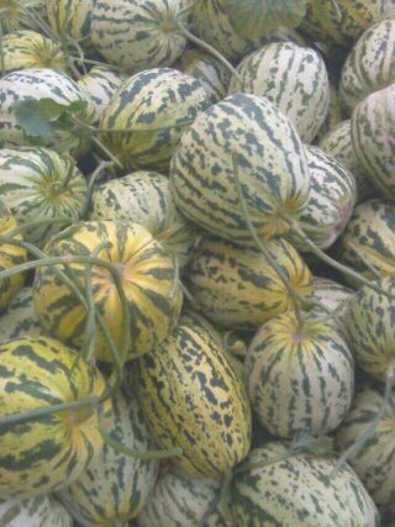 花蕾1号甜瓜