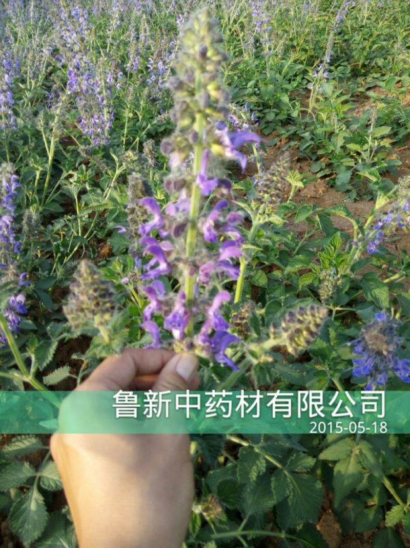 丹参统个
