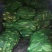 白玉米20~30%