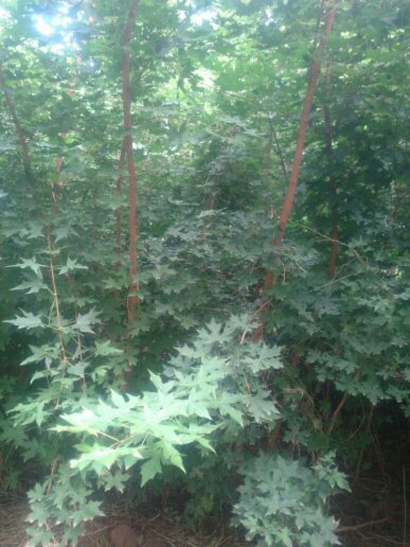 直销红叶李，大叶女贞，国槐，法桐，海棠，各种果树