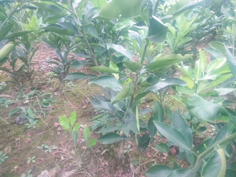 庄氏鑫兴苗木红心蜜柚苗包品种