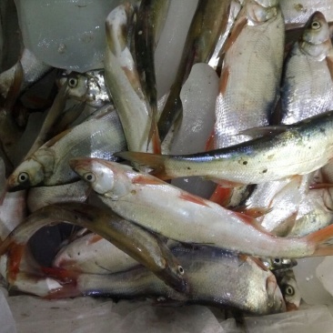 河虾活虾26~30只/kg