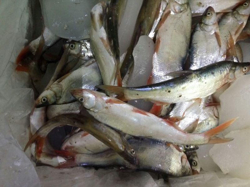 河虾活虾26~30只/kg