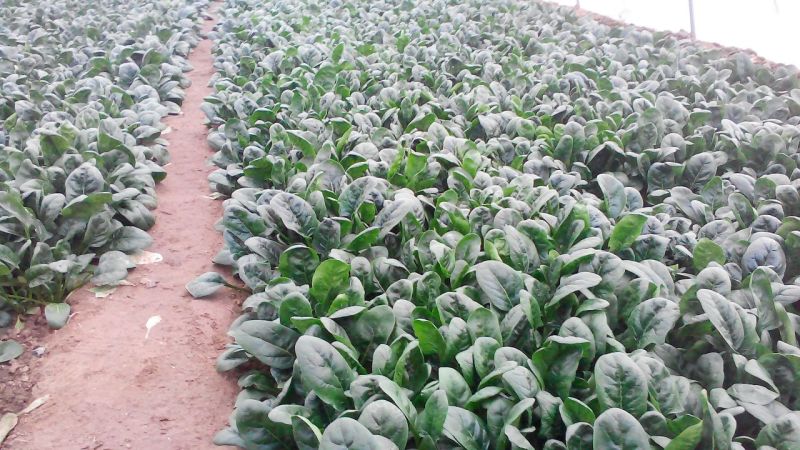黑叶菠菜15~20厘米