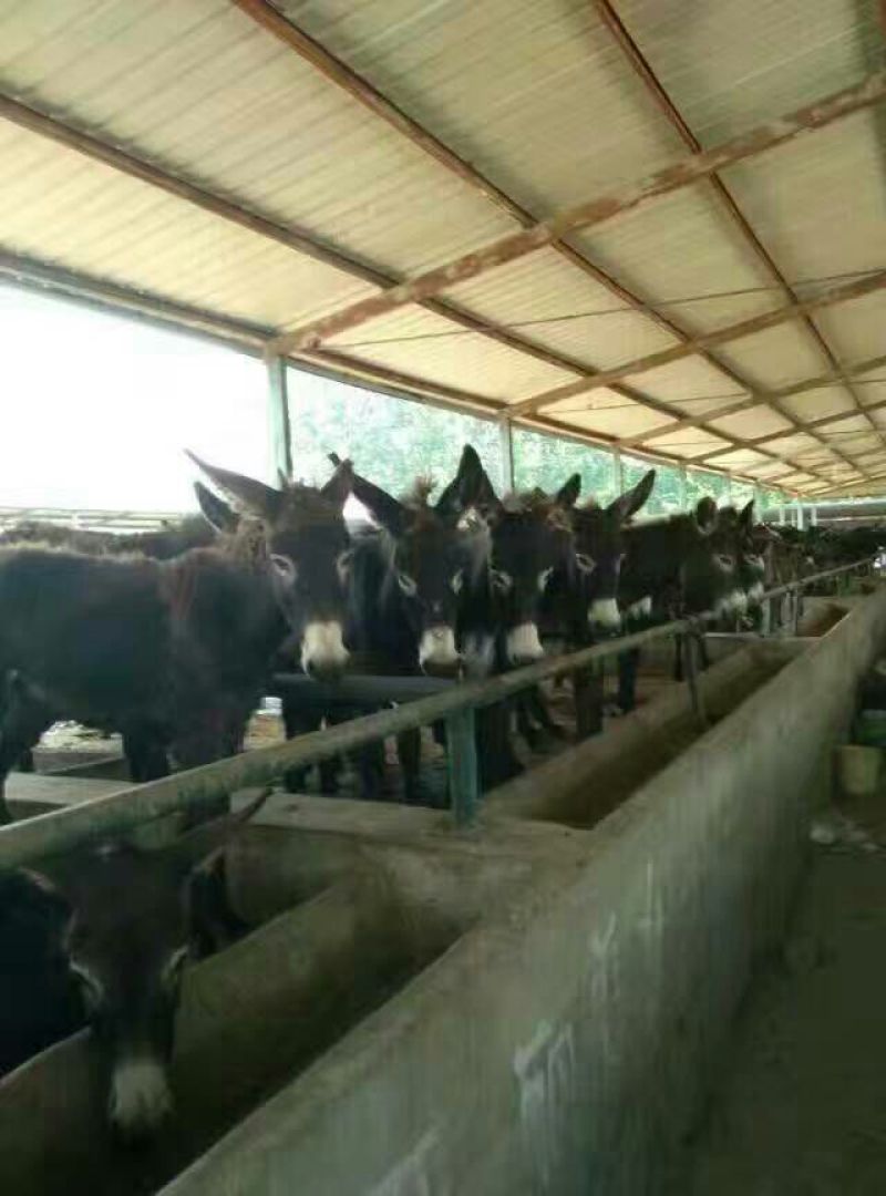 肉驴100~200斤