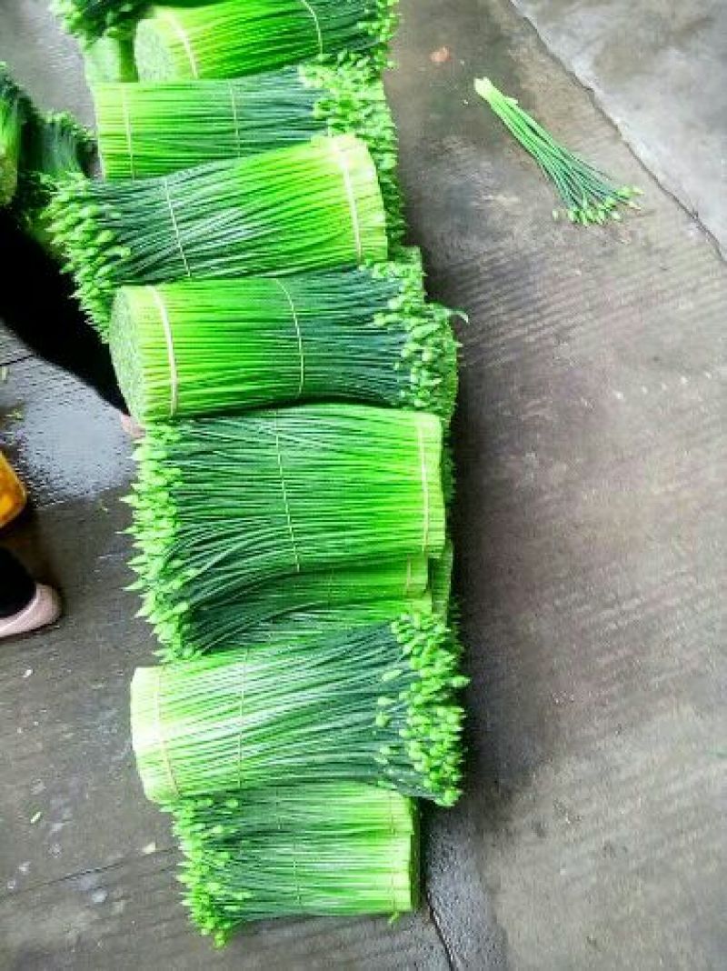韭菜花规格38cm以下(靓中花)