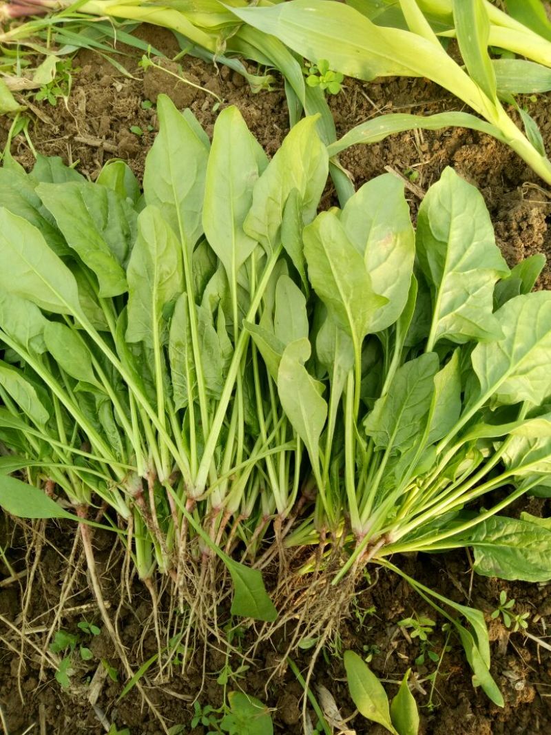 菠菜15~20厘米