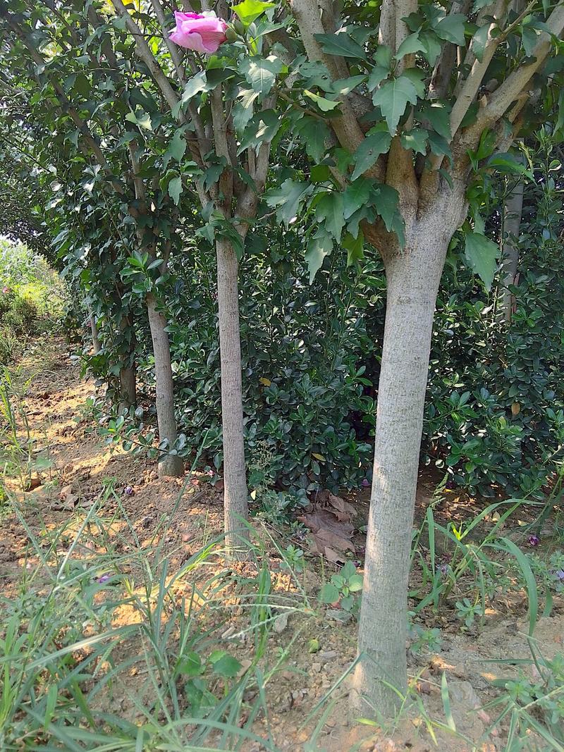 木槿花树苗1.5~3米，分枝点70一80公分，根系完好