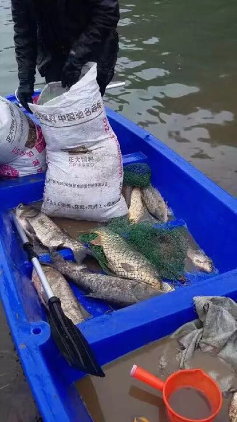 花白鲢