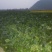 菜苔