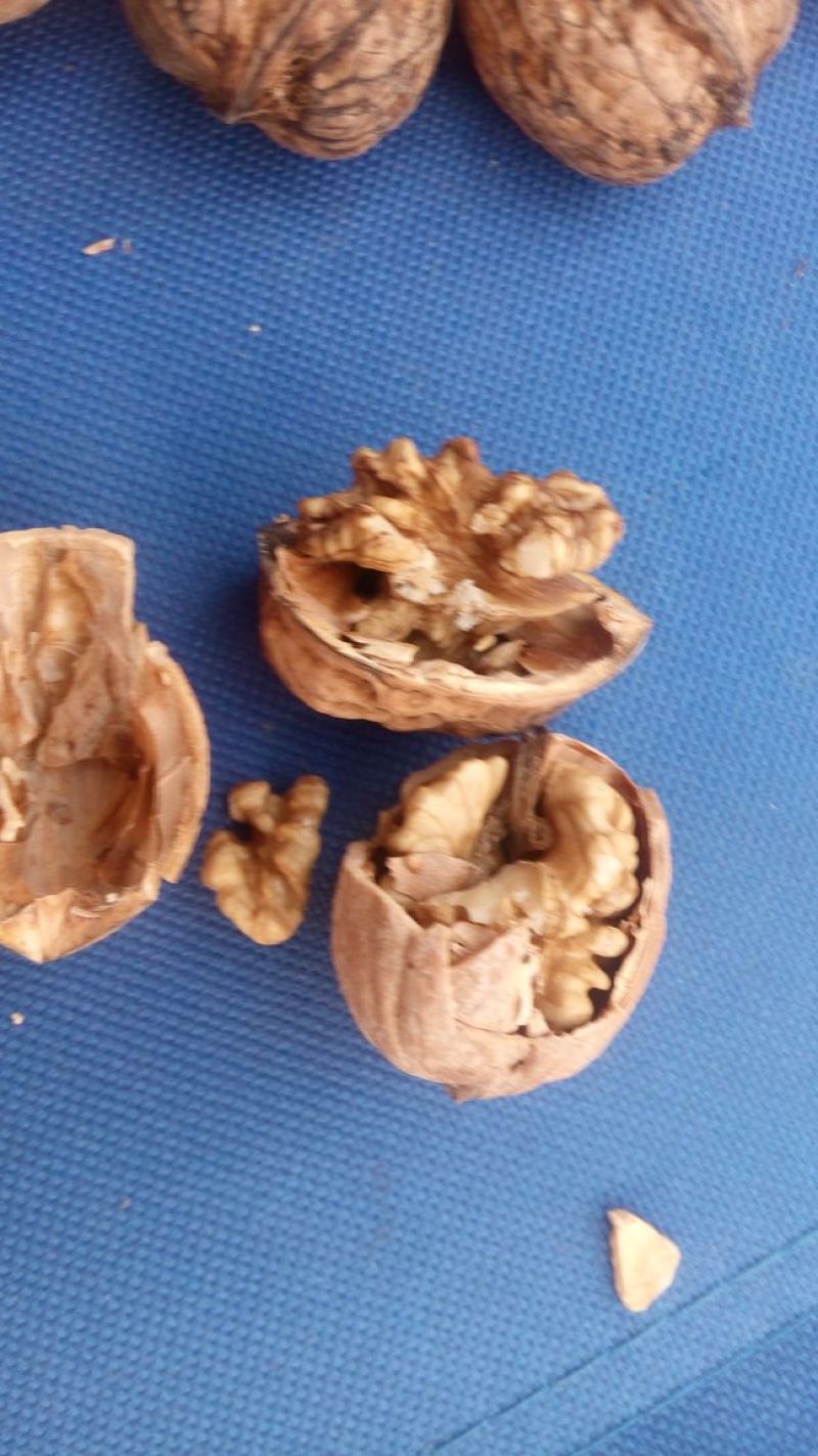 薄皮核桃30mm以上去皮干