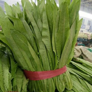 油麦菜25~30厘米以上
