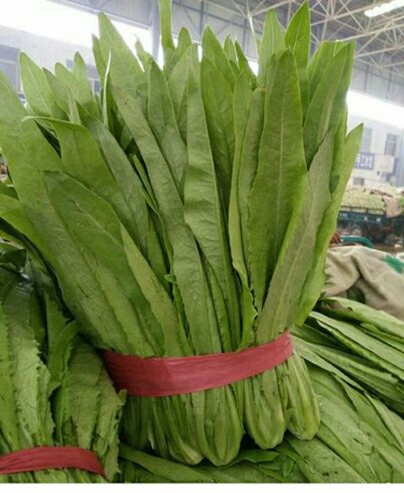 油麦菜25~30厘米以上