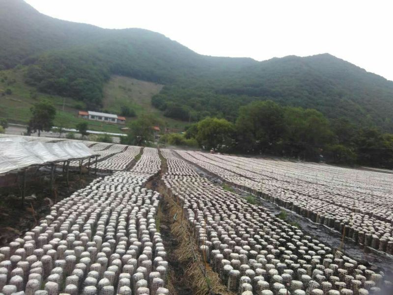 黑木耳一级