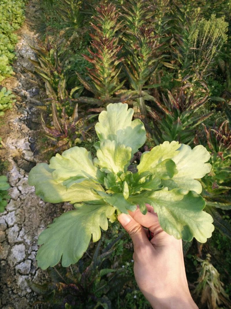 菊花菜5~10cm
