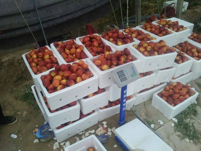 中油4号油桃1两以上