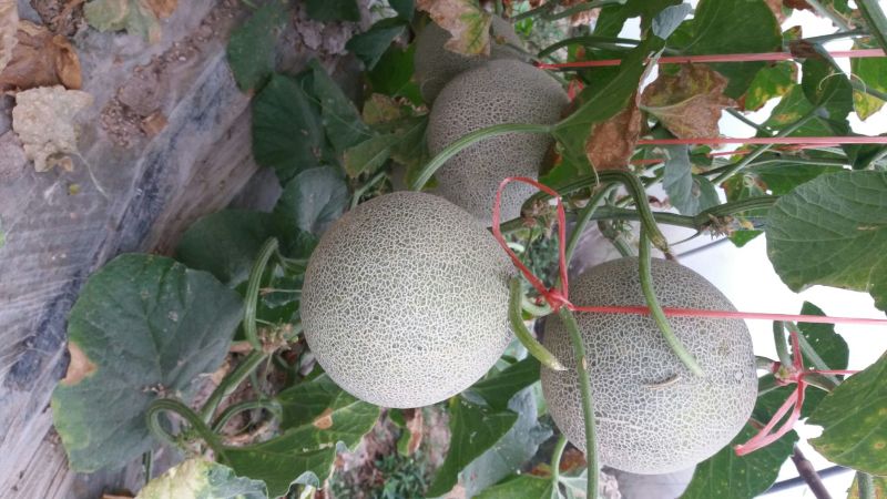 网纹瓜3斤以上椭圆形