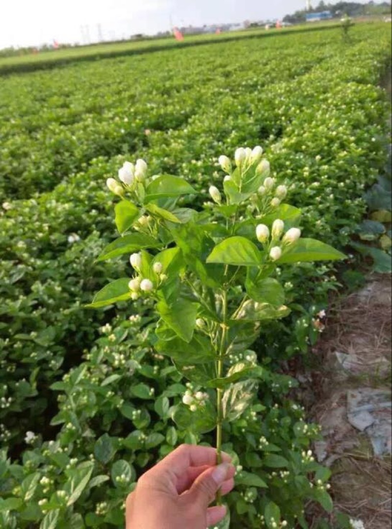 茉莉花不含盆