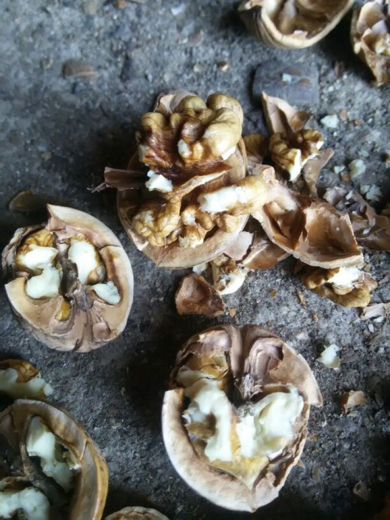 绵核桃去皮干