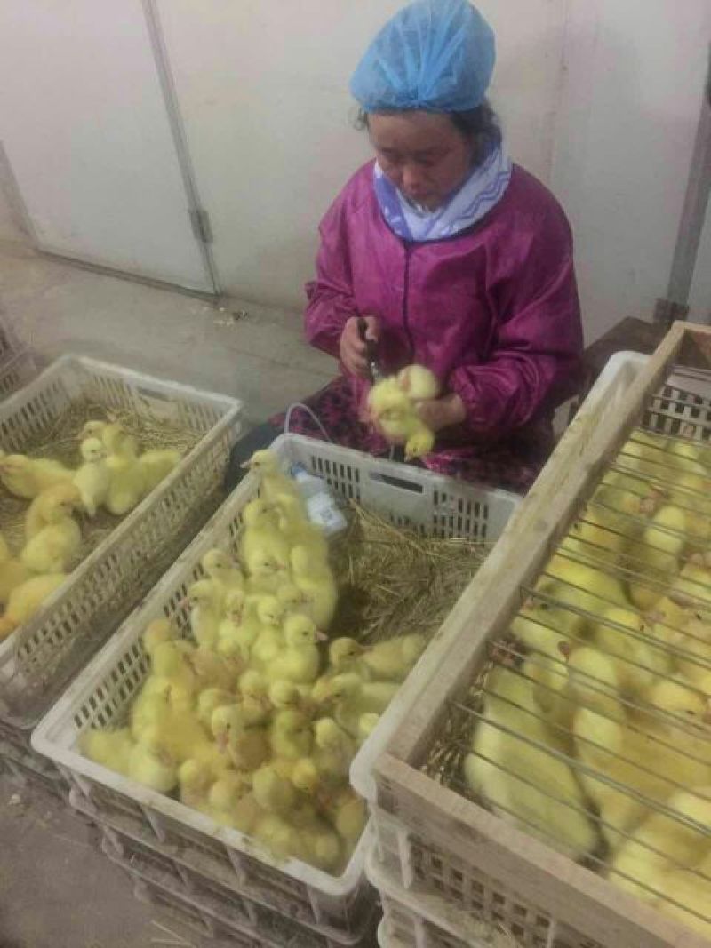 鹅苗250g以下