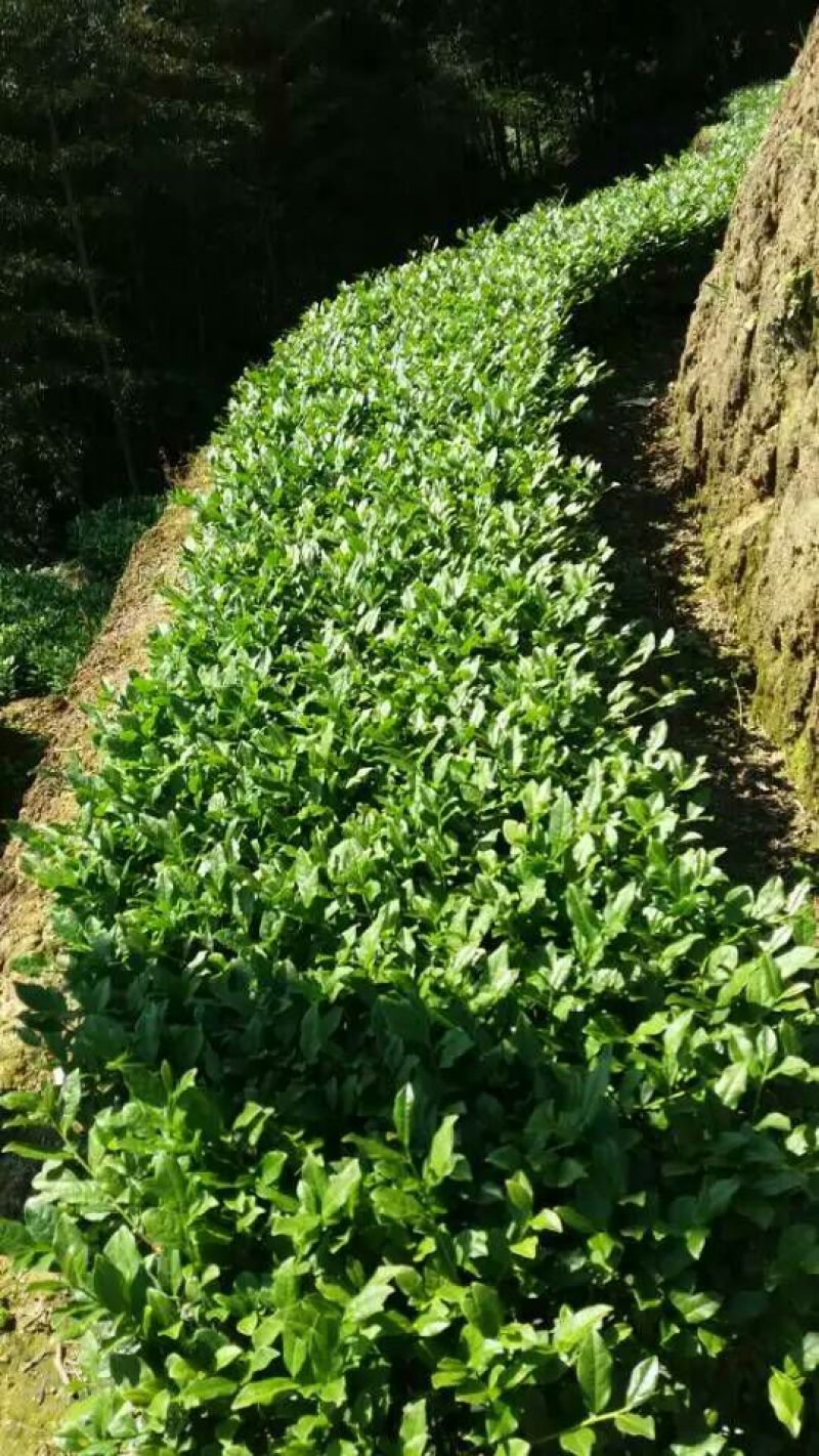 观音茶特级