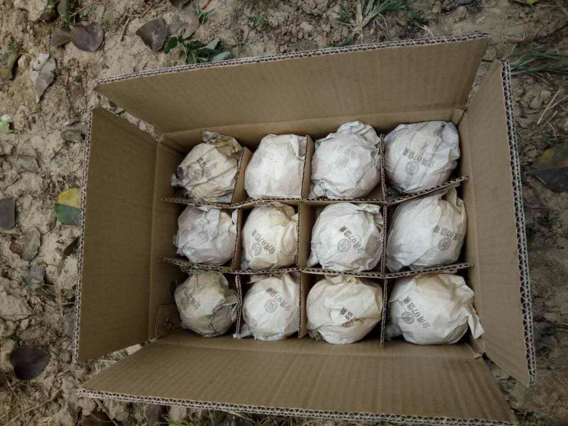 砀山梨250~300g纸袋