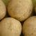 大西洋土豆2两以上加工厂订单种植全年供货