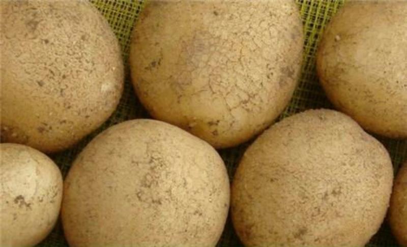 大西洋土豆2两以上加工厂订单种植全年供货