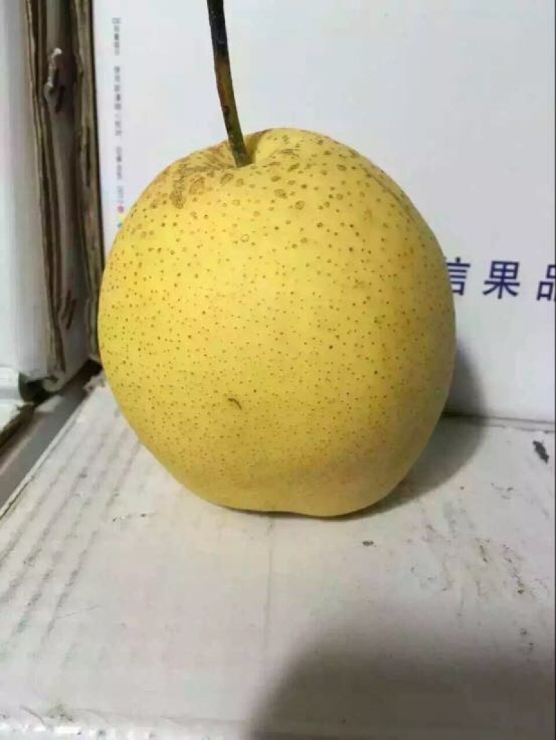 雪花梨