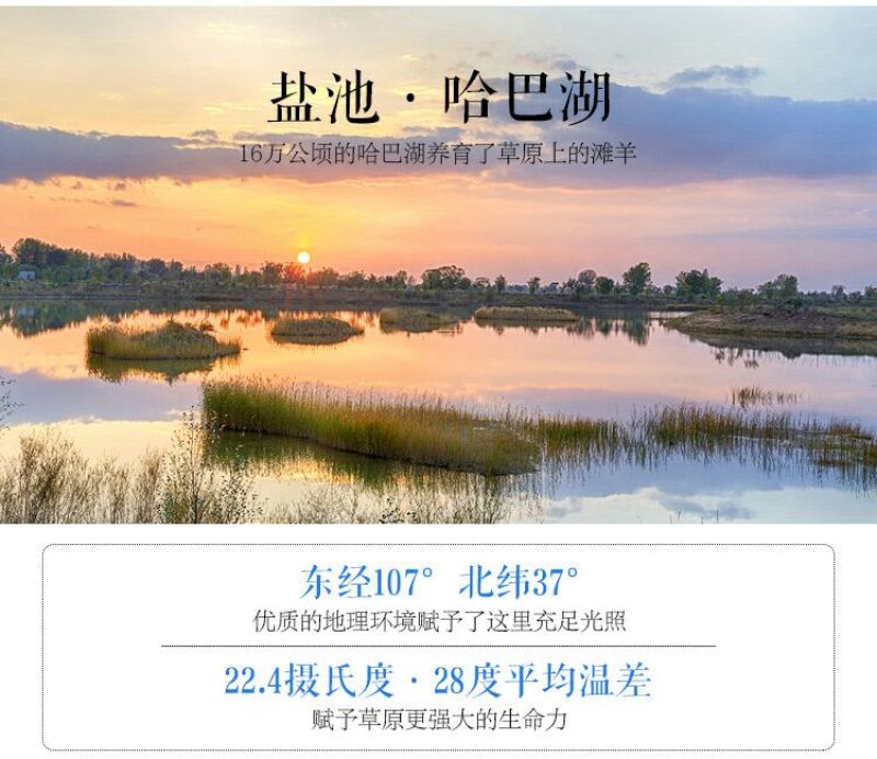羊白条绵羊肉是