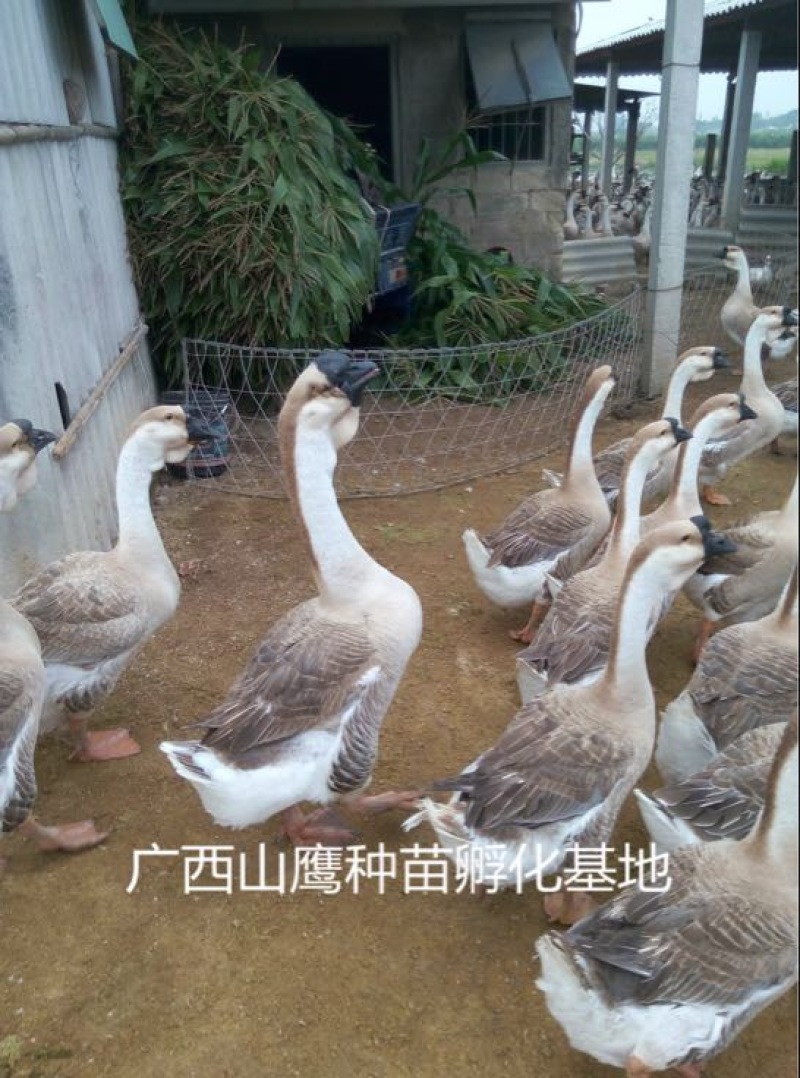 狮头鹅苗