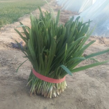 四季苔韭头茬