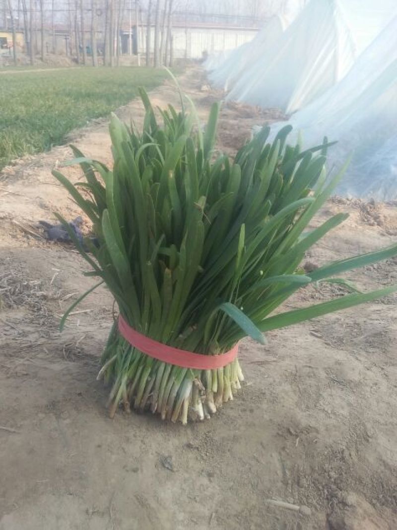 四季苔韭头茬
