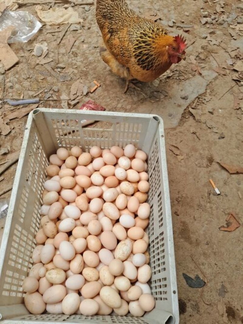 土鸡蛋食用50g以下