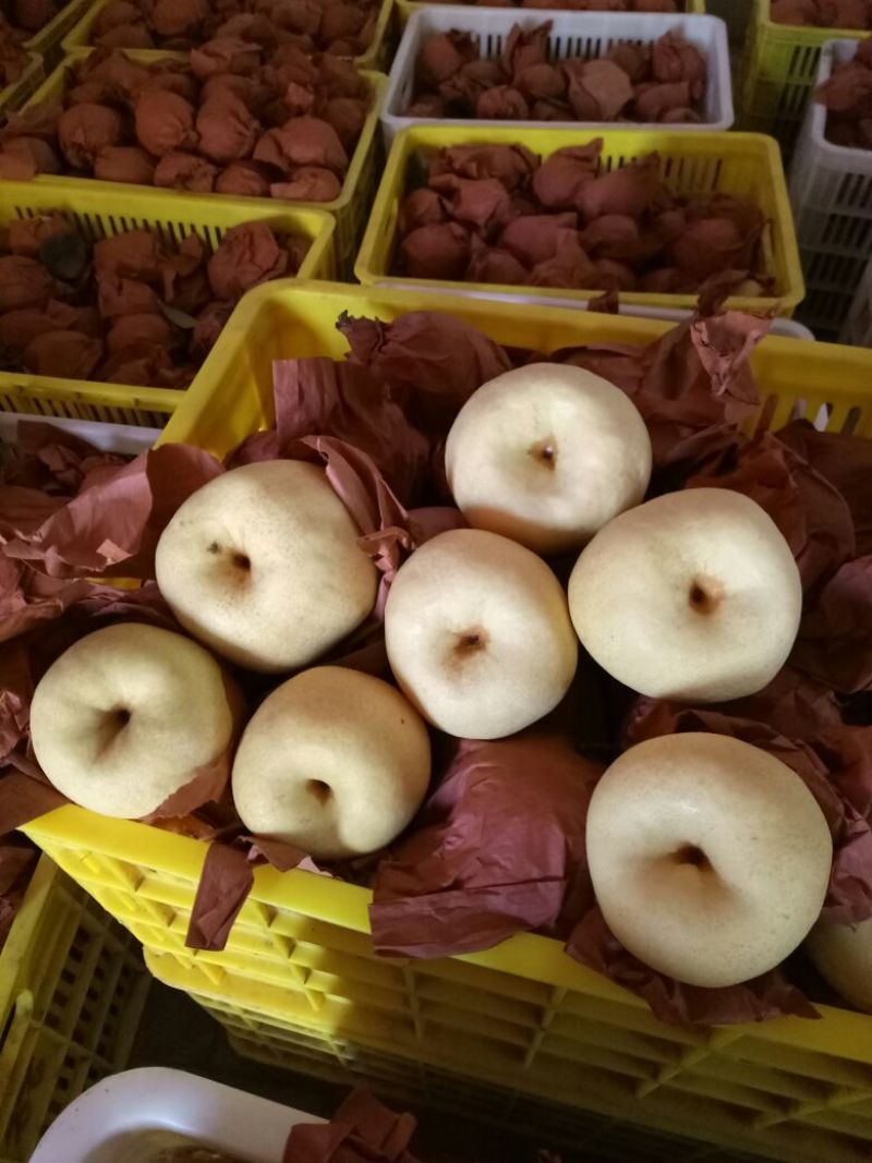 礼泉酥梨550~600g纸袋