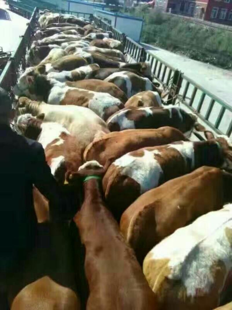 西门塔尔牛犊200~300kg