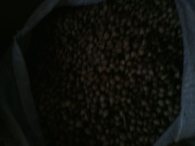 薏米