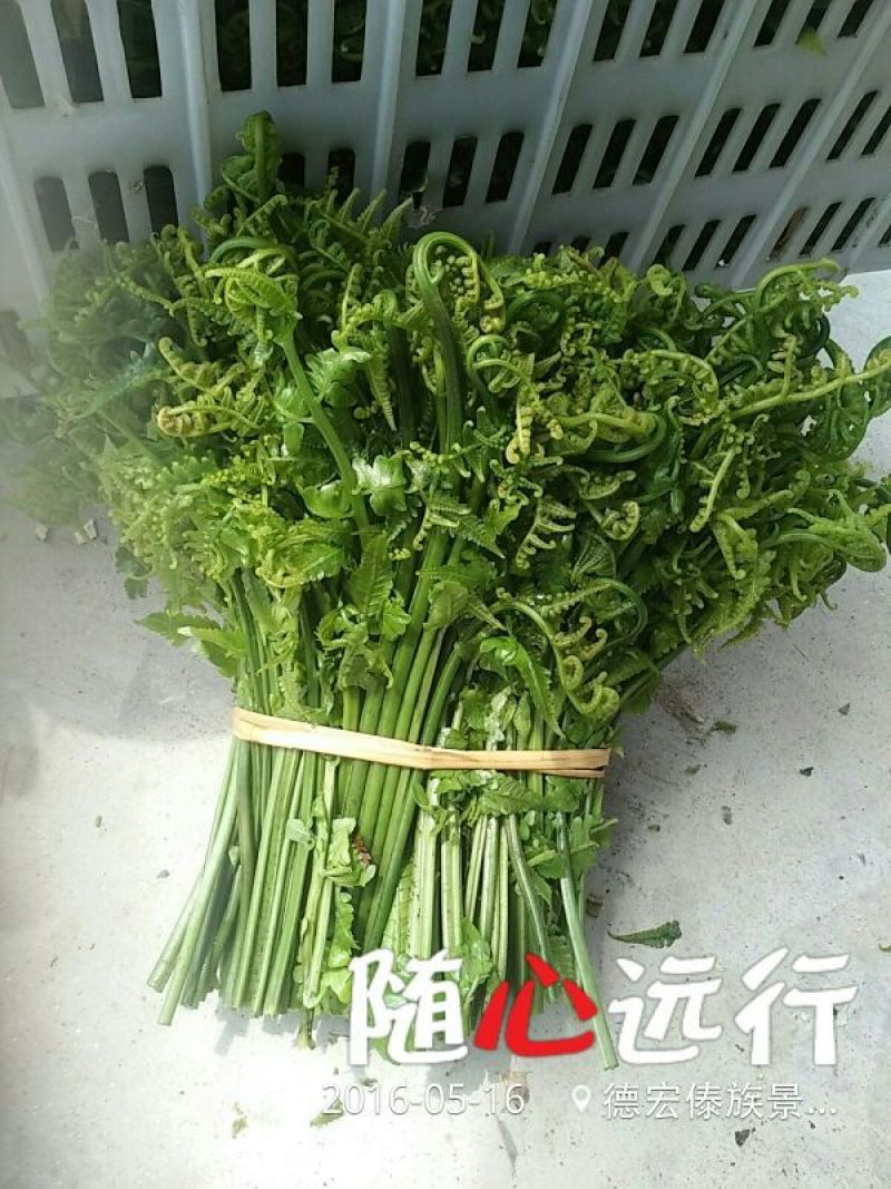 山野菜