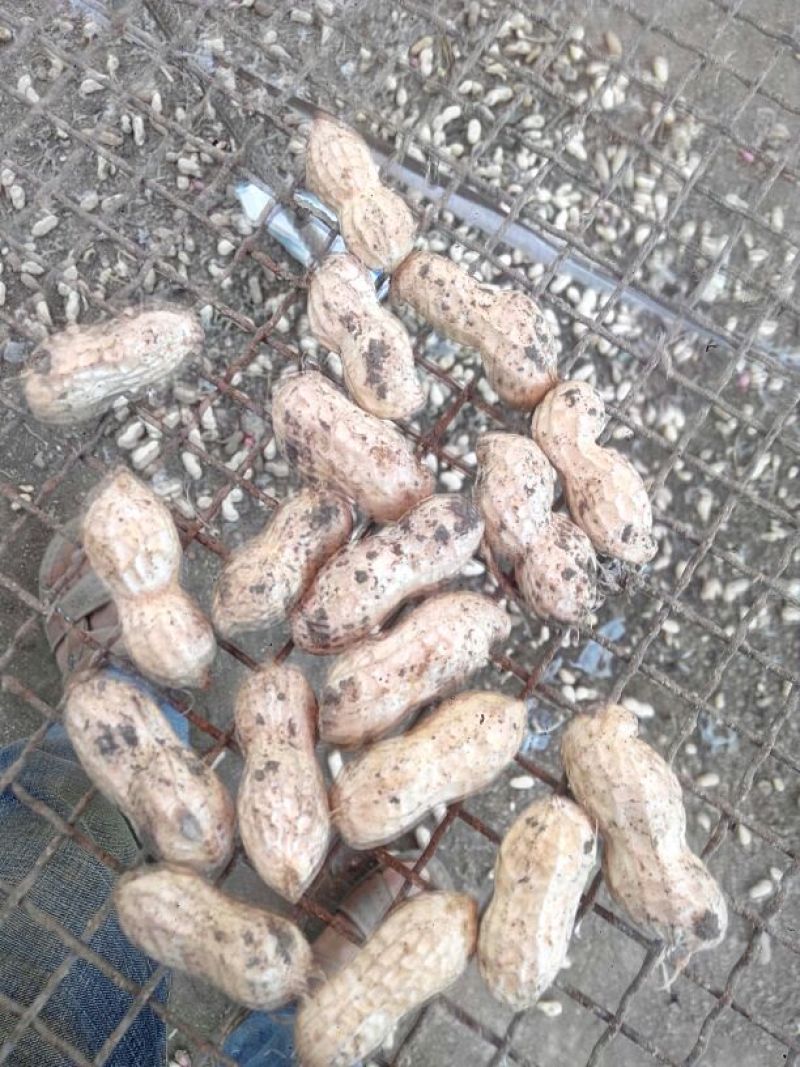带壳花生鲜货带壳