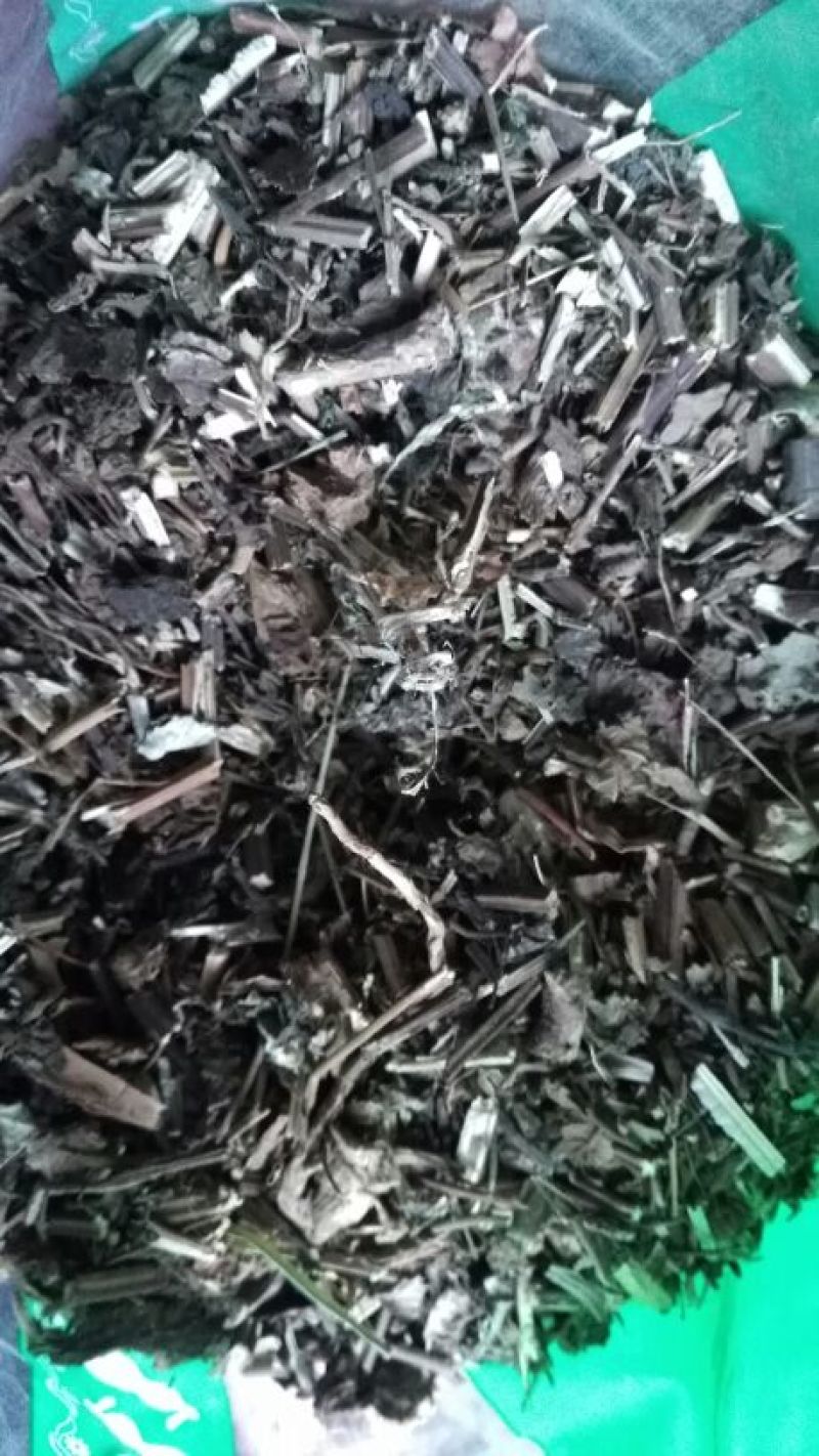 香茶菜
