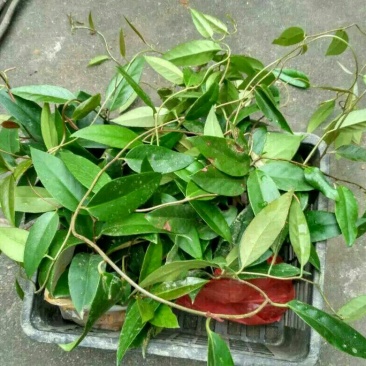 布福娜树苗20~30cm